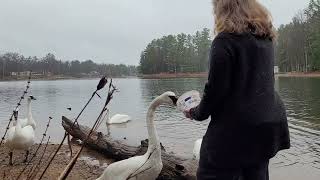 Drizzly morning with my swan buddies [upl. by Rakel12]