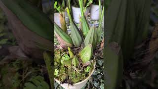 ANGGREK MUTIARA  Coelogyne asperata [upl. by Gnilsia]