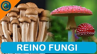 REINO FUNGI [upl. by Htesil]