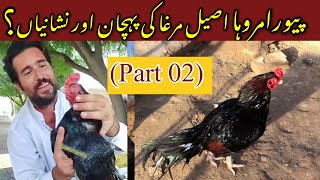 Pure Amroha Asil Ki Pehchan Aur Nishanian Part 02  amroha aseel murga discussion [upl. by Siro]