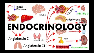 Endocrine System Lecture Human Anatomy and Physiology [upl. by Ahsital]