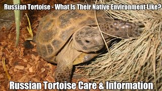 11 New Tortoise Facts You Didnt Know Must Check 3 [upl. by Thetisa845]