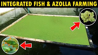 Integrated Fish and Azolla Farming [upl. by Yelnahs]