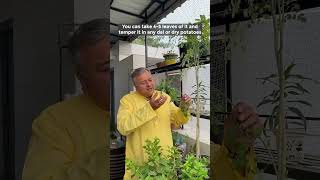 Moringa oleifera A Superfood with Amazing Health Benefits [upl. by Ada120]