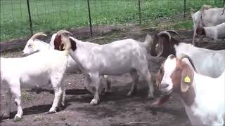 South African Boer Goats for Sale  Nkosi Agro Farms Ptv Ltd [upl. by Maybelle]