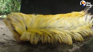 Donald Trump Caterpillar  The Dodo [upl. by Pears]