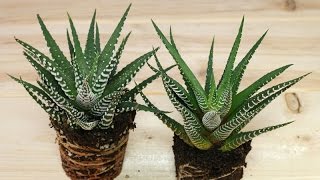 Haworthia fasciata  ZebraHaworthie  Zebra Plant [upl. by Relyhs]