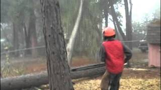 Arborist August Hunicke in Grants Pass expert tree faller [upl. by Mloc901]