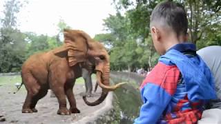 Lagu Si Gajah  Naik Gajah di Gembira Loka Zoo [upl. by Asle506]