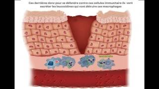 Staphylococcus Aureus Virulence Factors  facteurs de virulence  part 3 [upl. by Biamonte]