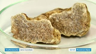 Première mondiale  la truffe blanche désormais produite en France [upl. by Franzen]