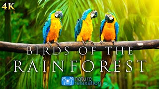 4K Breathtaking Colorful Birds of the Rainforest  1HR Wildlife Nature Film  Jungle Sounds in UHD [upl. by Rudelson910]