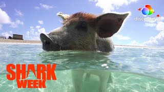 Whaaat Swimming Pigs in the Bahamas  Pig vs Shark  discovery [upl. by Adebayo]