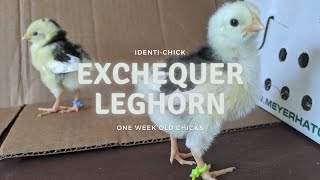 Exchequer Leghorn 1WeekOld Chicks [upl. by Theurich]