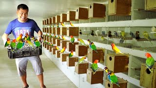 My 100 Pairs of African Lovebird Breeders  Discover my DIY HANDFEED formula for baby birds [upl. by Selwin]