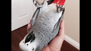 How to Create a Cuddly amp Affectionate Parrot [upl. by Gerge160]