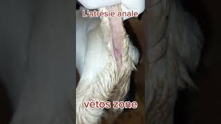 latrésie anale vétérinaire animaux pathologies chevre chirurgievetoszone [upl. by Norina]