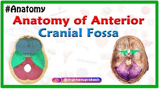 Anatomy of Anterior cranial Fossa [upl. by Arihat637]