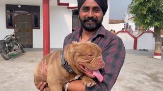 Dog Kennel ho to Aisa  Best Quality Dog Breeds  Best Dog Kennel in India  MicroXL American Bully [upl. by Yojal306]