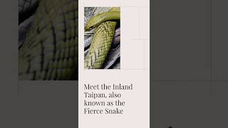 The Australian Inland Taipan [upl. by Autum]