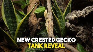 Building My Crested Gecko A Bioactive Tank  Viperia Vivarium [upl. by Essa]