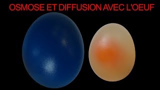 Osmose et diffusion passive avec lœuf de poule SVT Hervé Kempf lycée de lElorn [upl. by Eanwahs405]