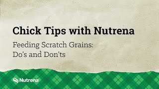 Chick Tips with Nutrena Dos and Donts of Feeding Scratch Grains [upl. by Button253]