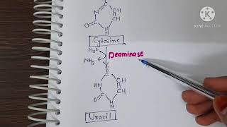 Degradation of pyrimidine nucleotide [upl. by Ander327]