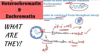 Heterochromatin and Euchromatin  What are They [upl. by Ardussi]