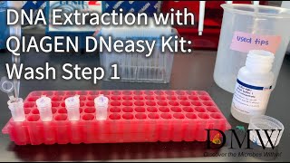 DNA Extraction with QIAGEN DNeasy Kit Wash Step 1 [upl. by Notsew]