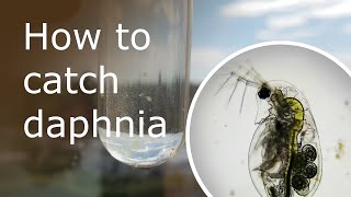 How to Catch Daphnia in the Wild to Observe Under a Microscope [upl. by Malynda572]