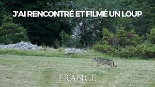 Ma rencontre avec le loup sauvage en France [upl. by Phelps415]