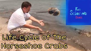 Life Cycle of the Horseshoe Crab [upl. by Nasar]