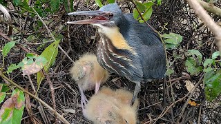 Amazing Bittern Bird Nest [upl. by Osithe]