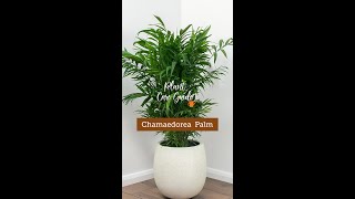 Plant Care Guide  Chamaedorea Palm Plant [upl. by Ranzini]