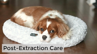 POSTEXTRACTION CARE  Tips after Tooth Operation for Dogs  Herky the Cavalier [upl. by Julietta23]