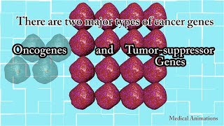 Oncogenes vs Tumorsuppressor genes difference between oncogenes and antioncogenes [upl. by Elletnwahs]