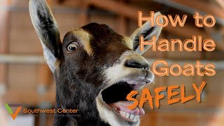 How to Handle Goats [upl. by Tebor]