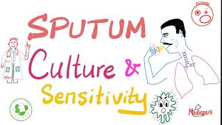 Sputum Culture and Sensitivity  Sputum Sample  Labs 🧪 [upl. by Ruelle]