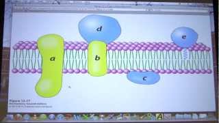 30 Biochemistry Lipids and Membranes Lecture for Kevin Aherns BB 451551 [upl. by Annoya33]