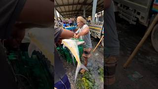 Coxs Bazar beach is full of fresh hilsa fish market Krishan TV [upl. by Biel972]