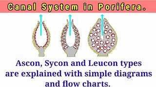 Canal System in Porifera [upl. by Ecienahs261]