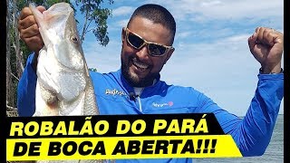 ROBALÃO DE BOCA ABERTA NO PARÁ [upl. by Anayik]