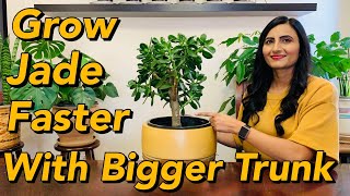 How To Care For Jade Plant Indoors  Grow Fast And Thick Trunk  Watering Sunlight amp Transplanting [upl. by Annaira]