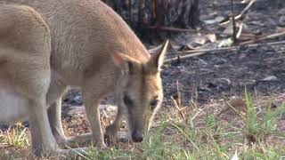 Meet the beautiful Agile Wallaby with a baby Joey in her pouch [upl. by Uah422]