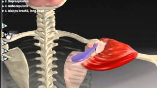 Shoulder Abduction Muscle Motion Kinesiology amp Anatomy [upl. by Stronski]