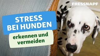 Stress bei Hunden erkennen und vermeiden I FRESSNAPF [upl. by Dib]