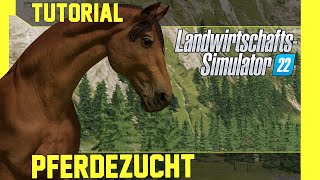 LS 22 Pferdezucht Tutorial Kurz einfach und verständlich erklärt [upl. by Gwenni]