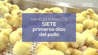 Consejos para un buen manejo en los 7 primeros días del pollo BB por Luis Bellido [upl. by Cooke]