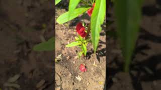 Orange colour Impatiens balsamina  ఆరంజ్ కలర్ చిలక ముక్కు చెట్టు [upl. by Ahsil]